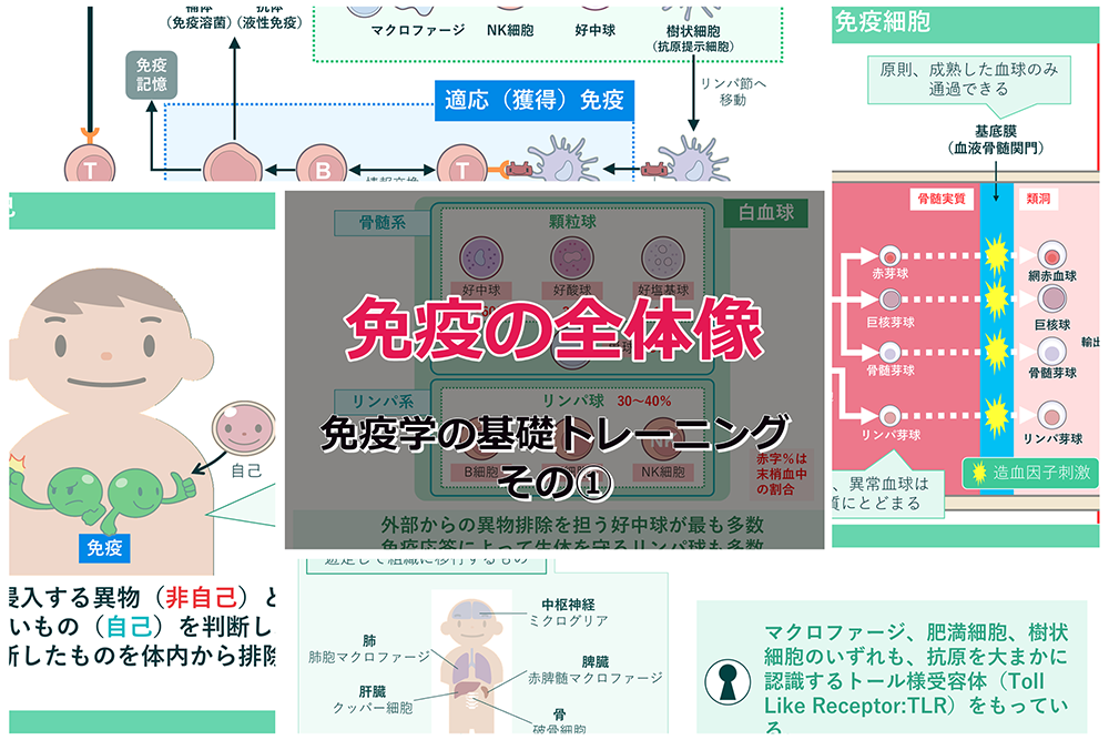 免疫の全体像